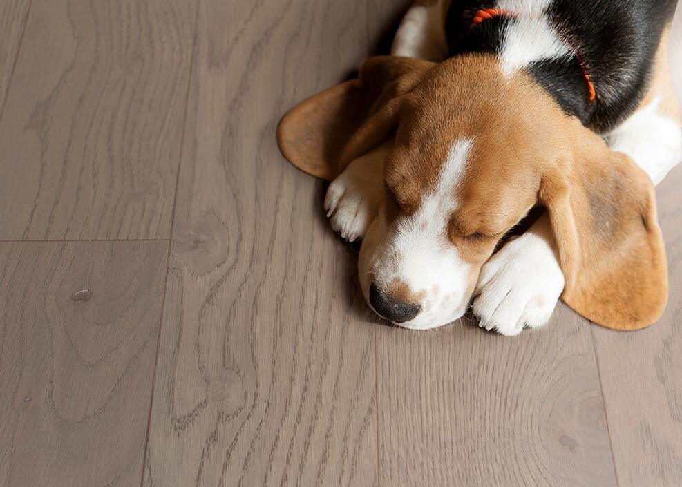 51漫画在线观看Par-ky进口地板，高科技定格珍木之美 收拾收拾